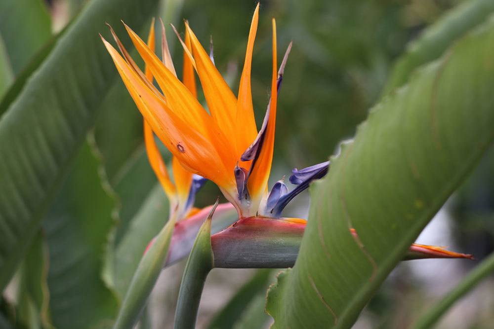 Strelitzia reginae stammt aus Südafrika