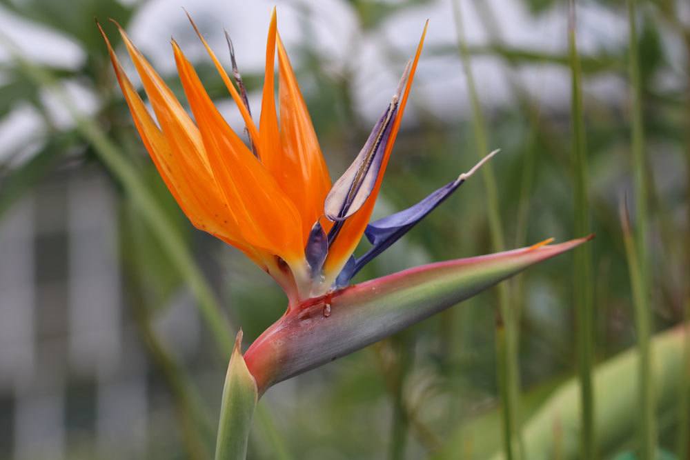 Paradiesvogelblume verbreitet tropisches Flair