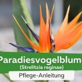 Paradiesvogelblume (Strelitzia reginae)