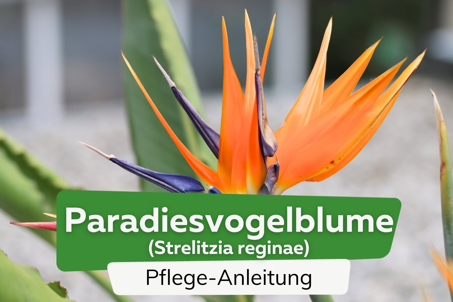 Paradiesvogelblume (Strelitzia reginae)