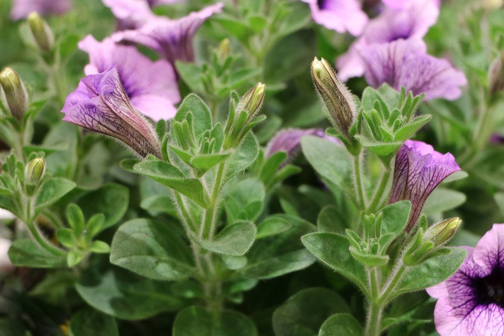 Petunia als Gartenpflanze