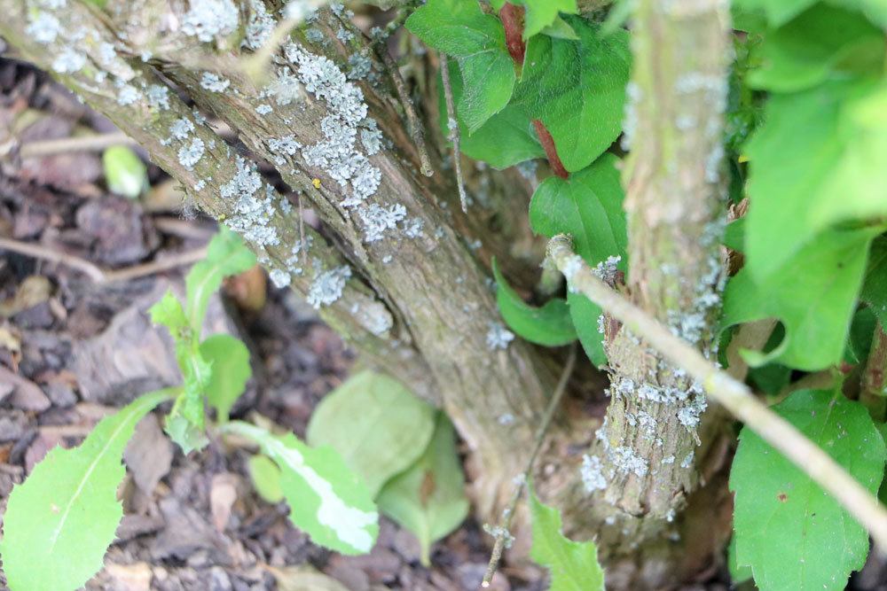 Philadelphus braucht den richtigen Standort