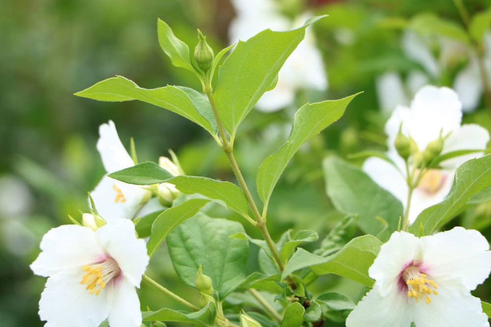 Philadelphus wächst bis vier Meter hoch