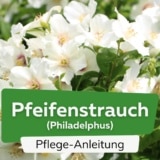 Pfeifenstrauch (Philadelphus)