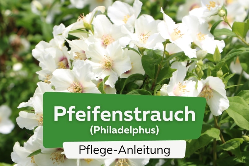 Pfeifenstrauch (Philadelphus)