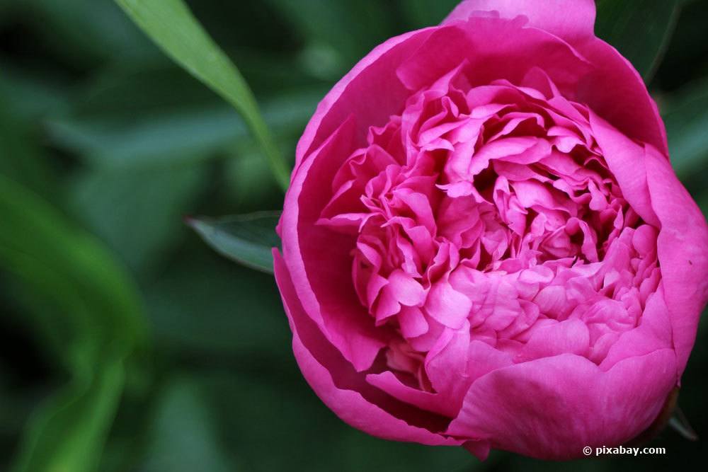 Paeonia Hybride Pfingstrose 'Etched Salmon‘