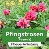 Pfingstrosen (Paeonia)