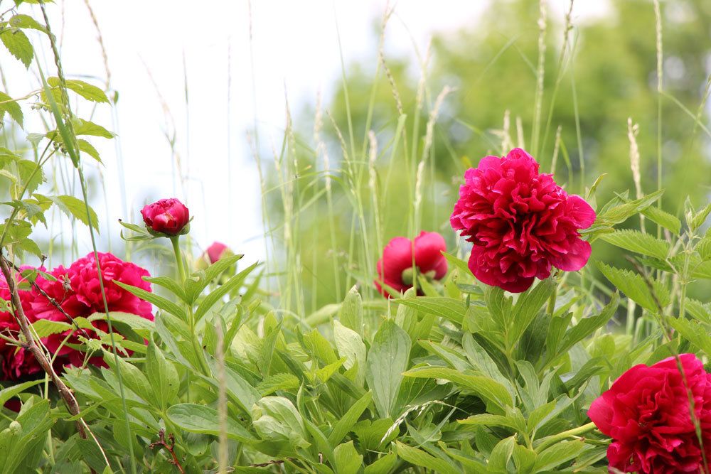 Pfingstrosen im Garten