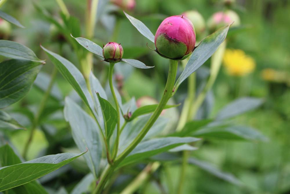 Paeonia mit Blütenknospe