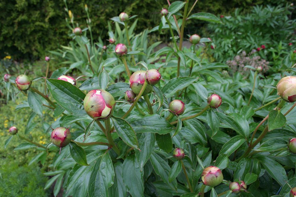 Pfingstrosen, Paeonia im Gartenbeet