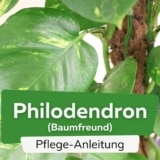 Philodendron/Baumfreund