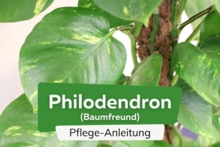 Philodendron, Baumfreund: Pflege-Anleitung