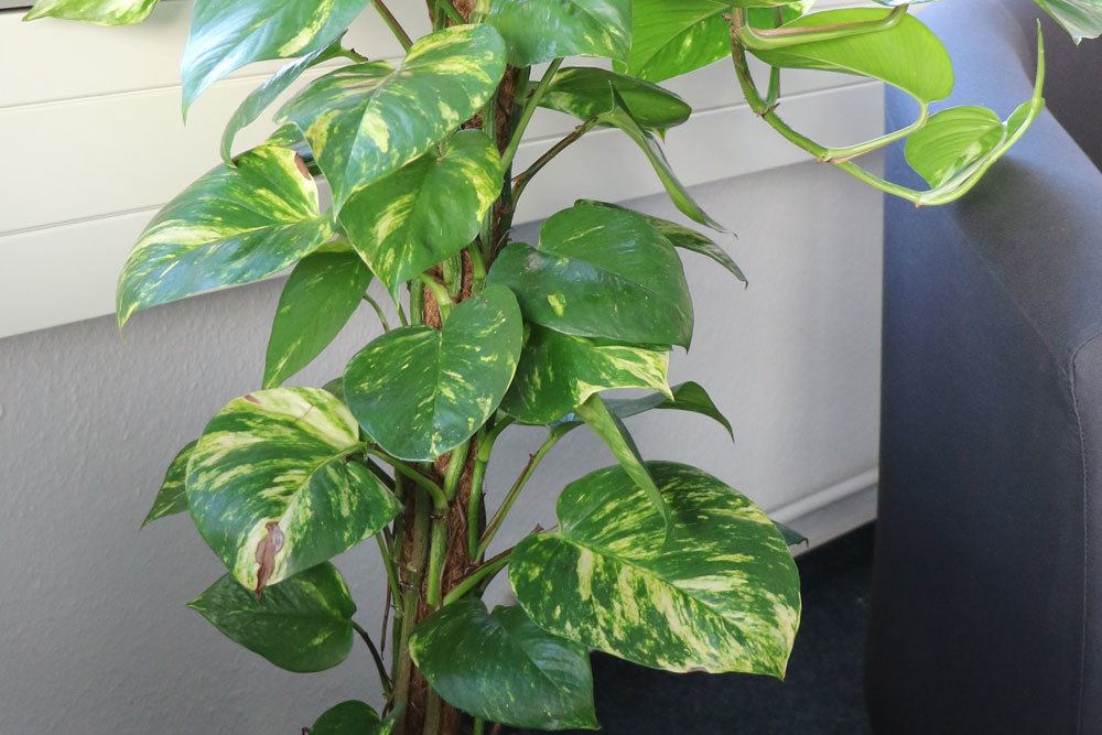 Philodendron, Baumfreund