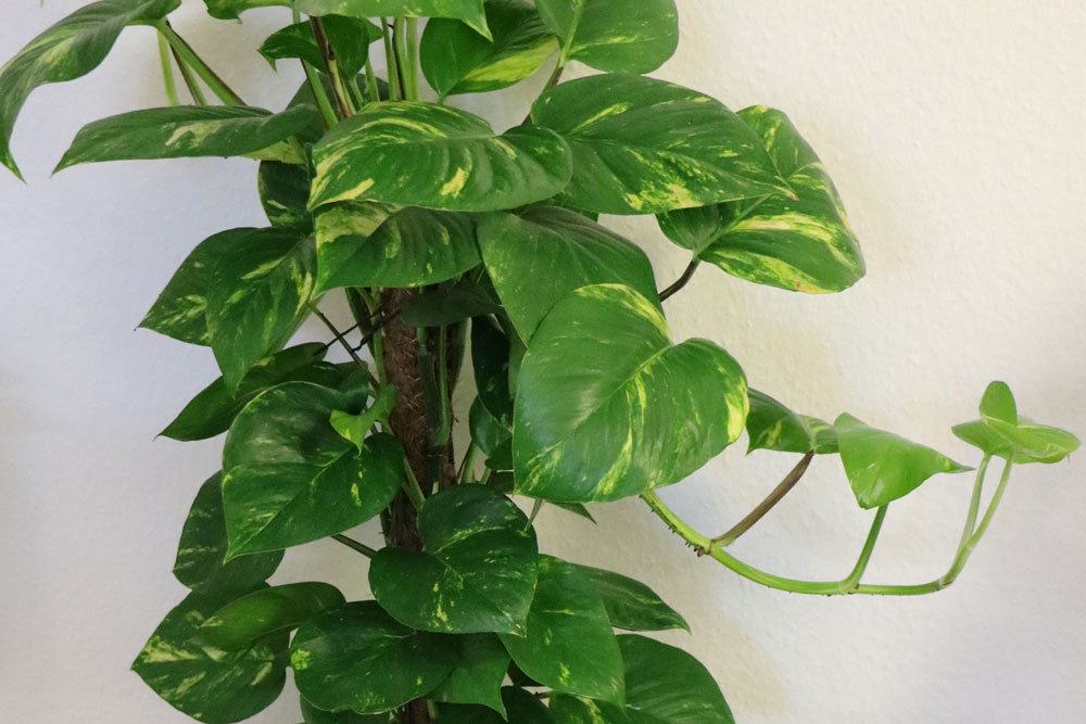 Philodendron als beliebte Zimmerpflanze