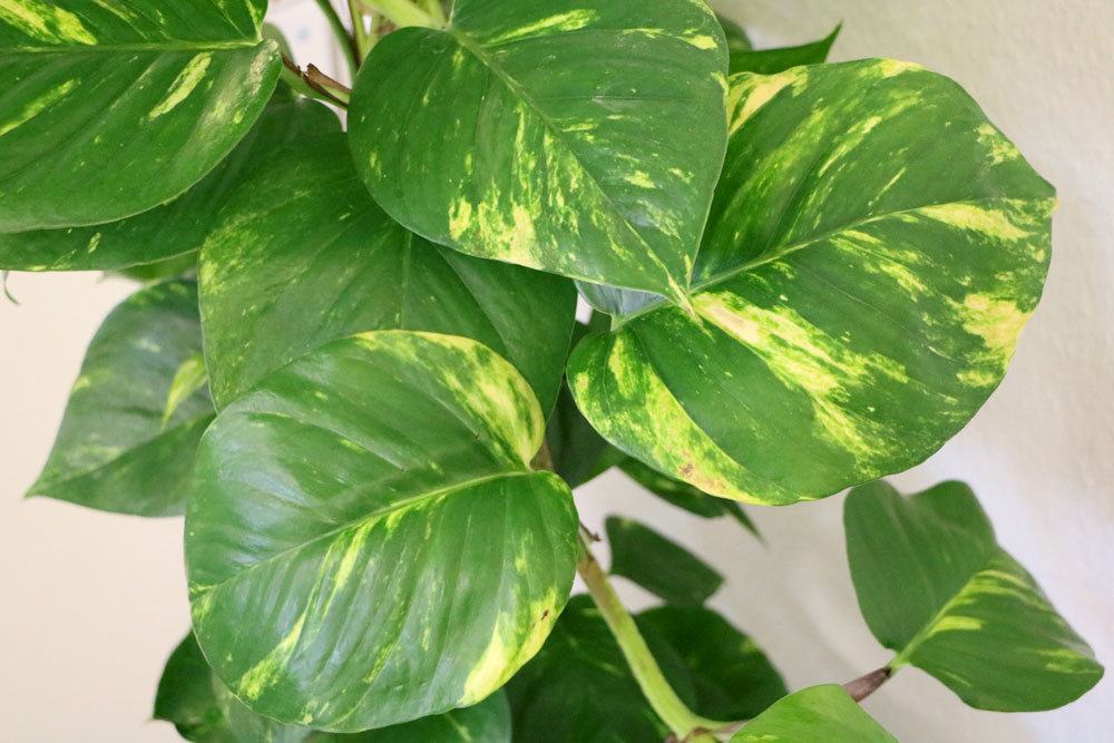 Philodendron als typische Büropflanze