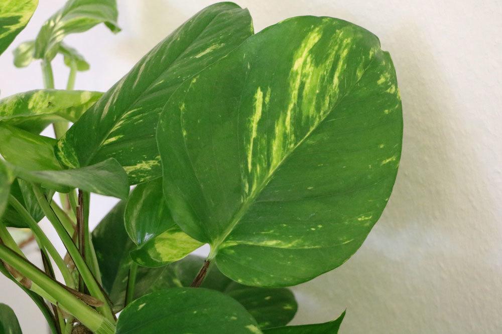 Philodendron mit seinen dekorativen Blättern