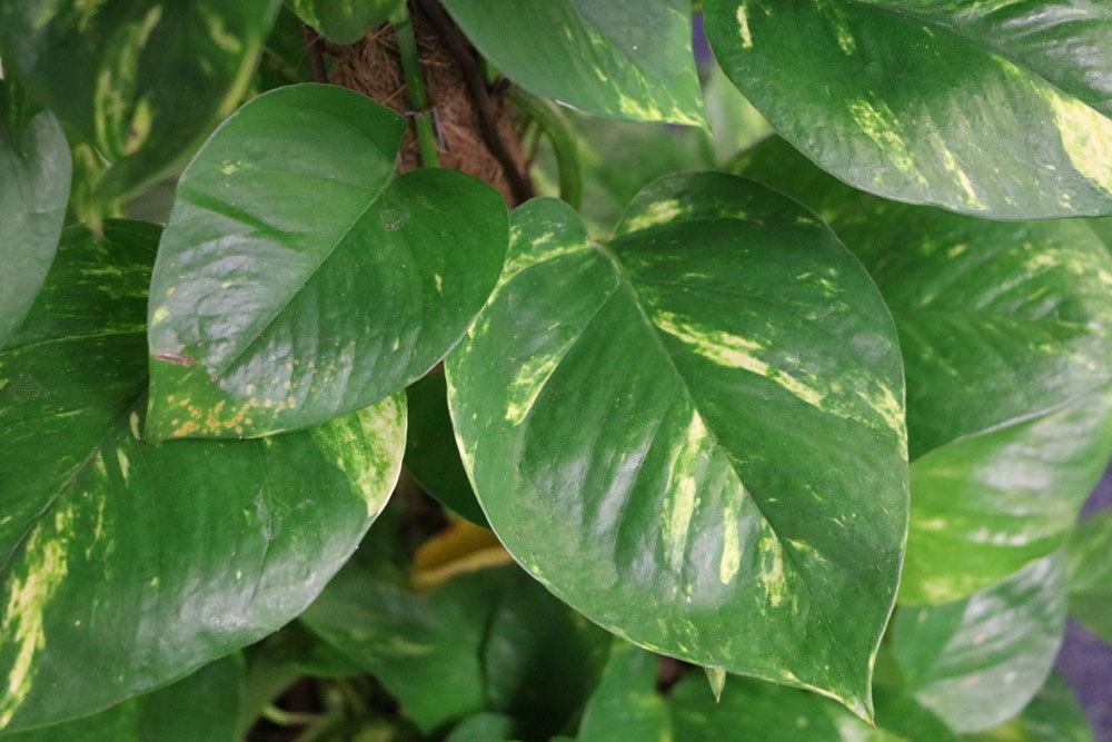 Philodendron wird auch als Baumfreund bezeichnet