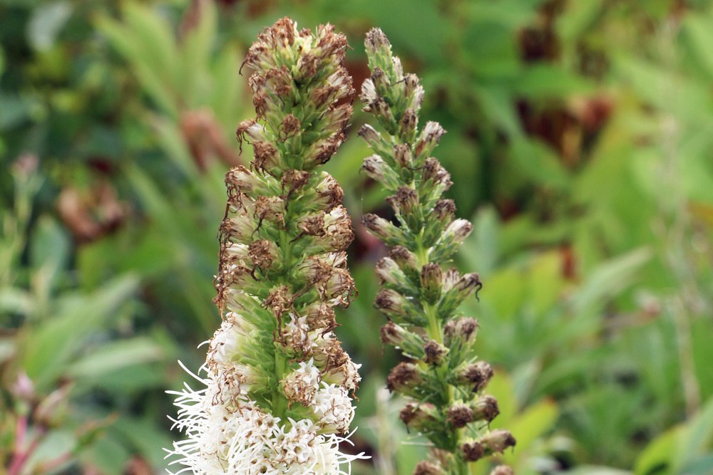 Prachtscharte - Liatris spicata