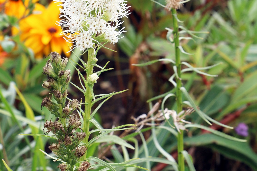 Prachtscharte - Liatris spicata