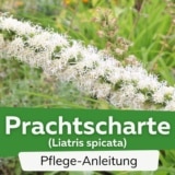 Prachtscharte (Liatris spicata)