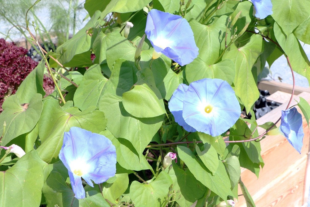 Prunkwinde - Ipomoea