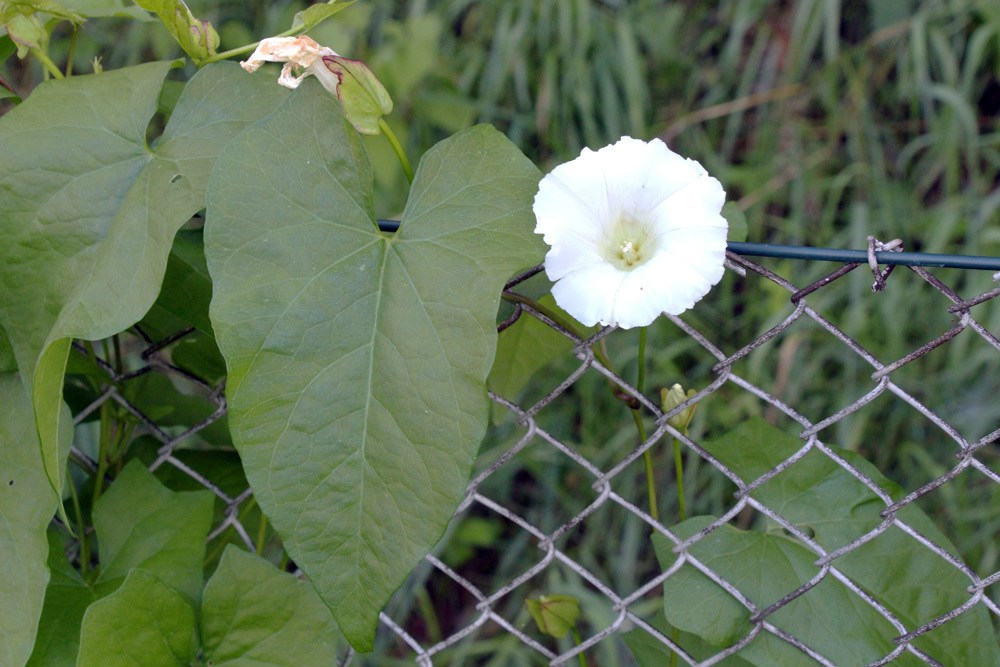 Prunkwinde - Ipomoea