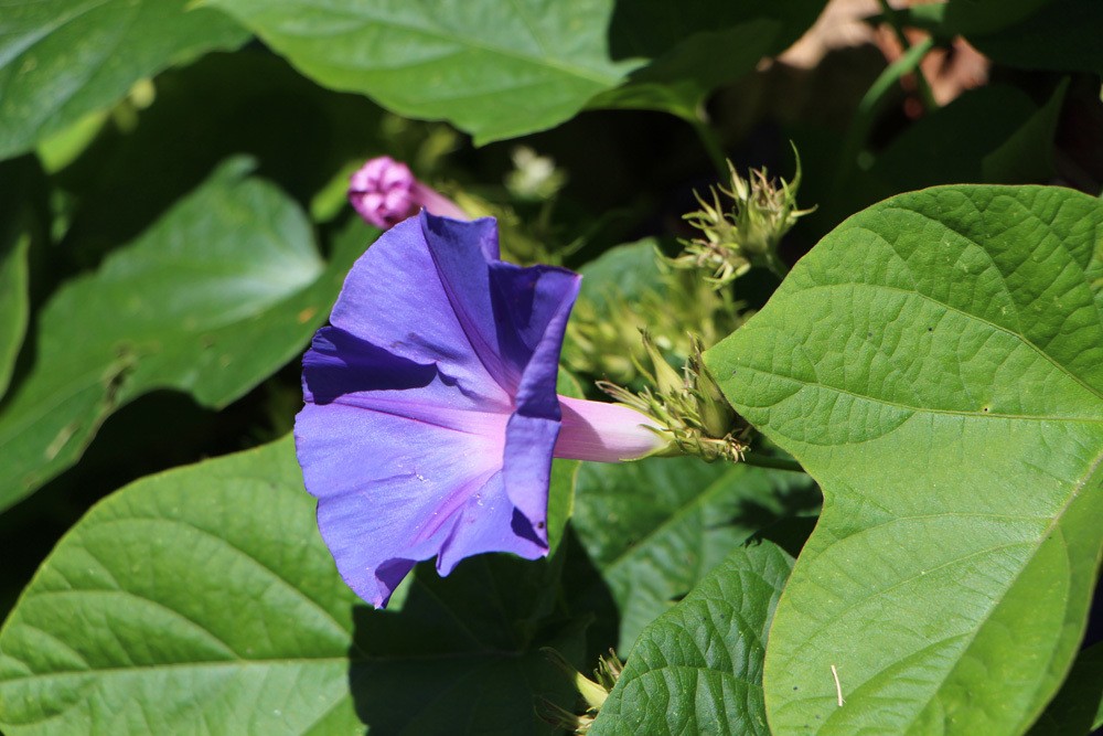 Prunkwinde - Ipomoea