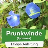 Prunkwinde (Ipomoea)