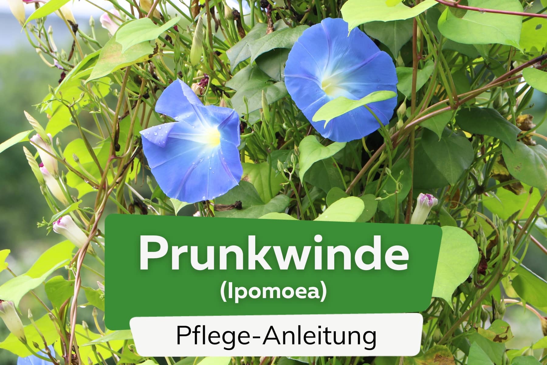 Prunkwinde (Ipomoea)