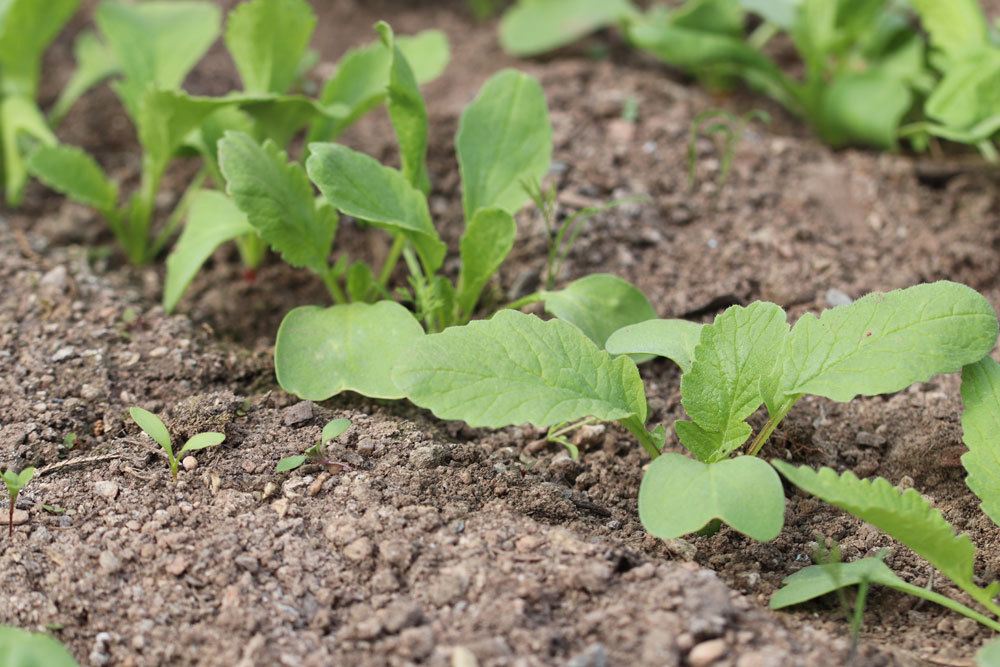 Radieschen im Gartenbeet anbauen