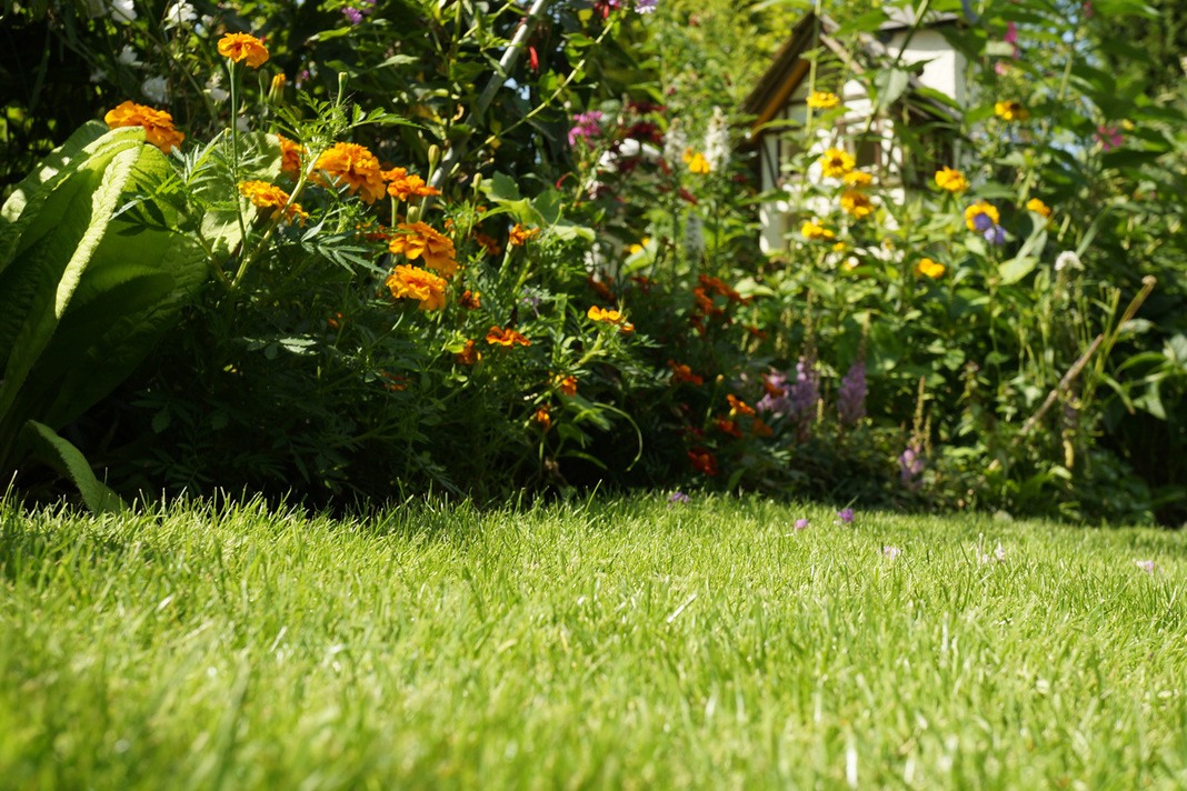 Rasenfläche im Gartenbereich