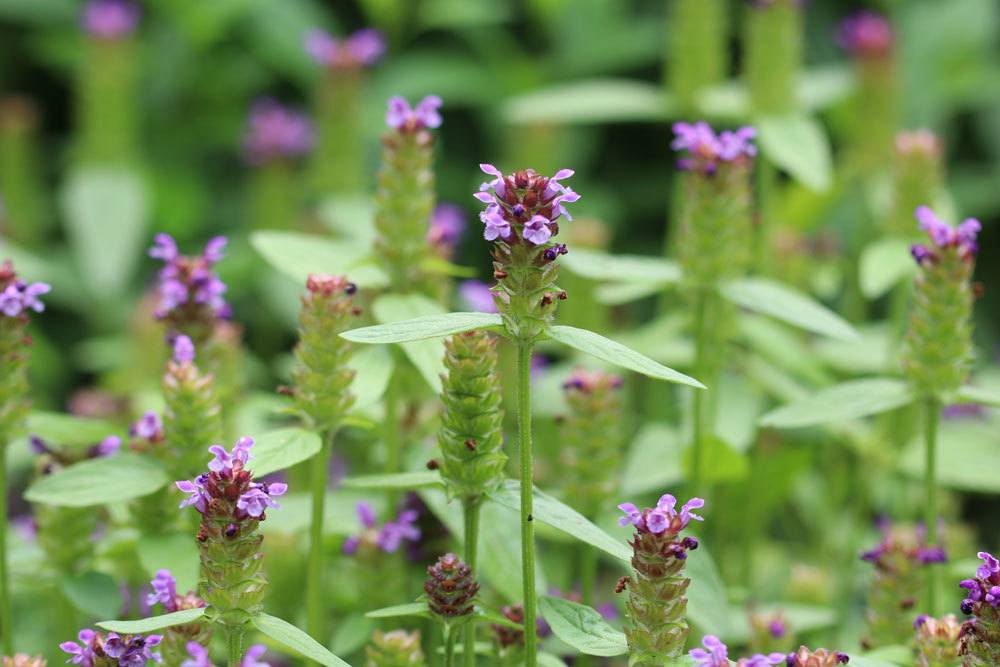 Kleine Braunelle ist bienenfreundlich