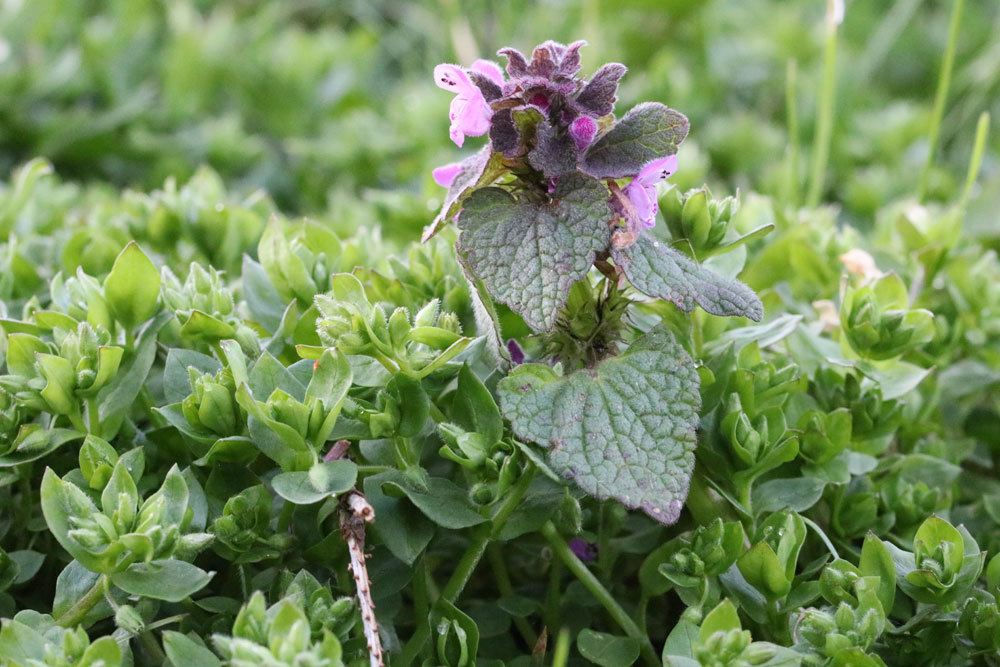 Lamium purpureum, Purpurrote Taubnessel