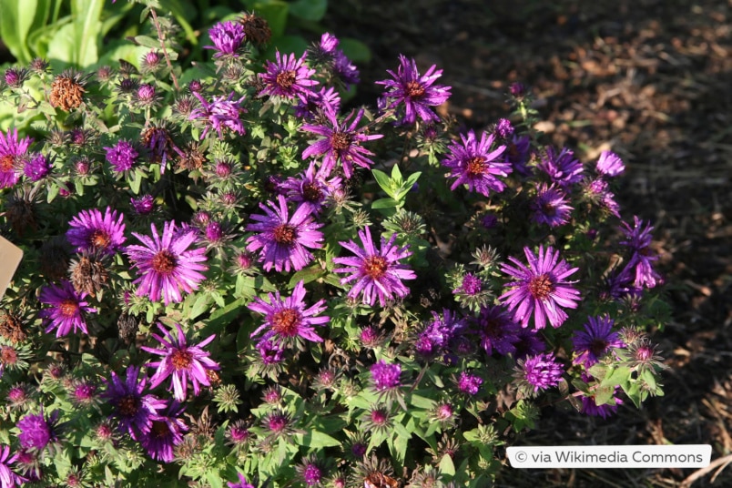 Raublatt-Aster (Aster novae-angliae 'Purple Dome')