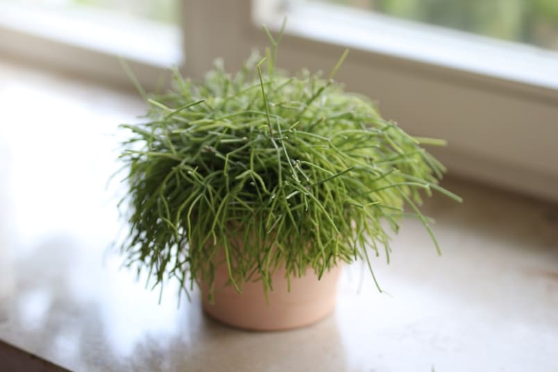 Rhipsalis baccifera