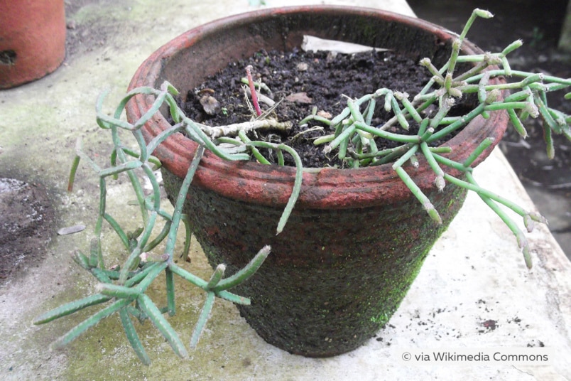 Rhipsalis pilocarpa