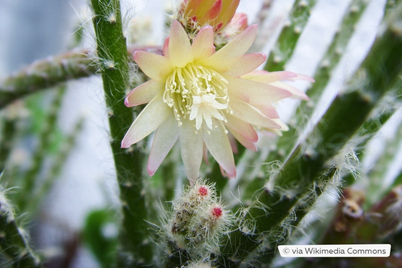 Rhipsalis pilocarpa-Blüte