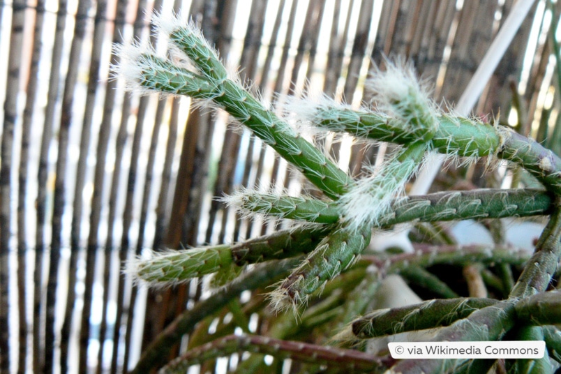 Rhipsalis pilocarpa