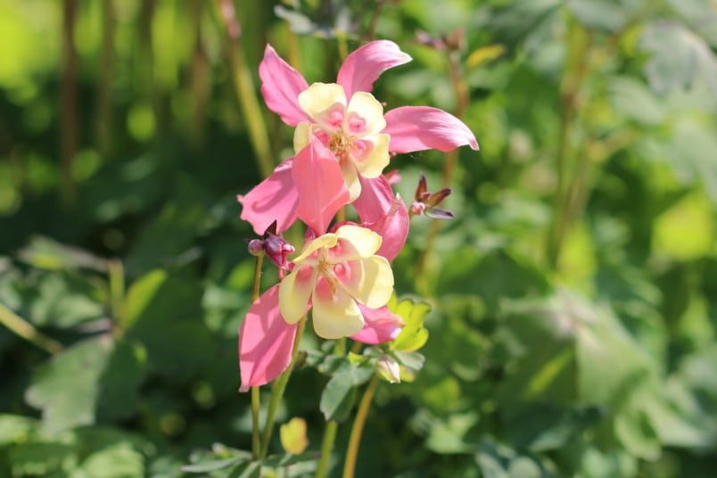 Rocky-Mountain-Akelei (Aquilegia caerulea)