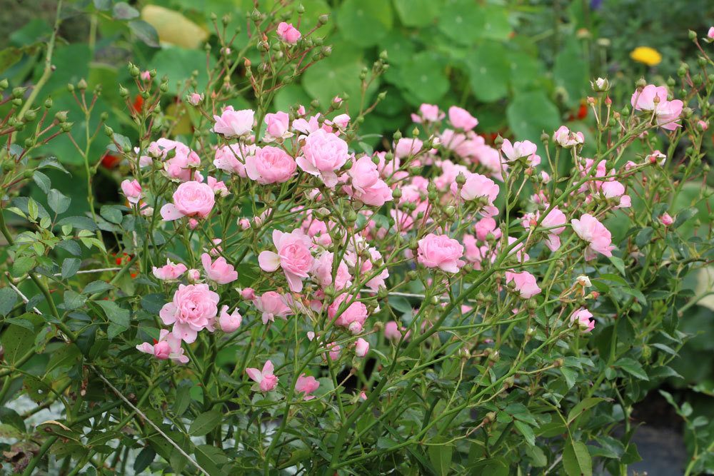 Rosen im Gartenbeet