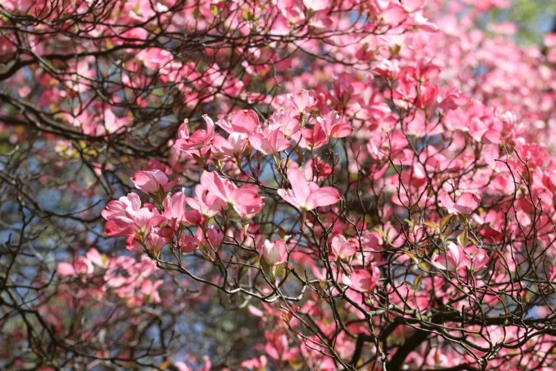 Roter Blumenhartriegel (Cornus florida 'rubra')