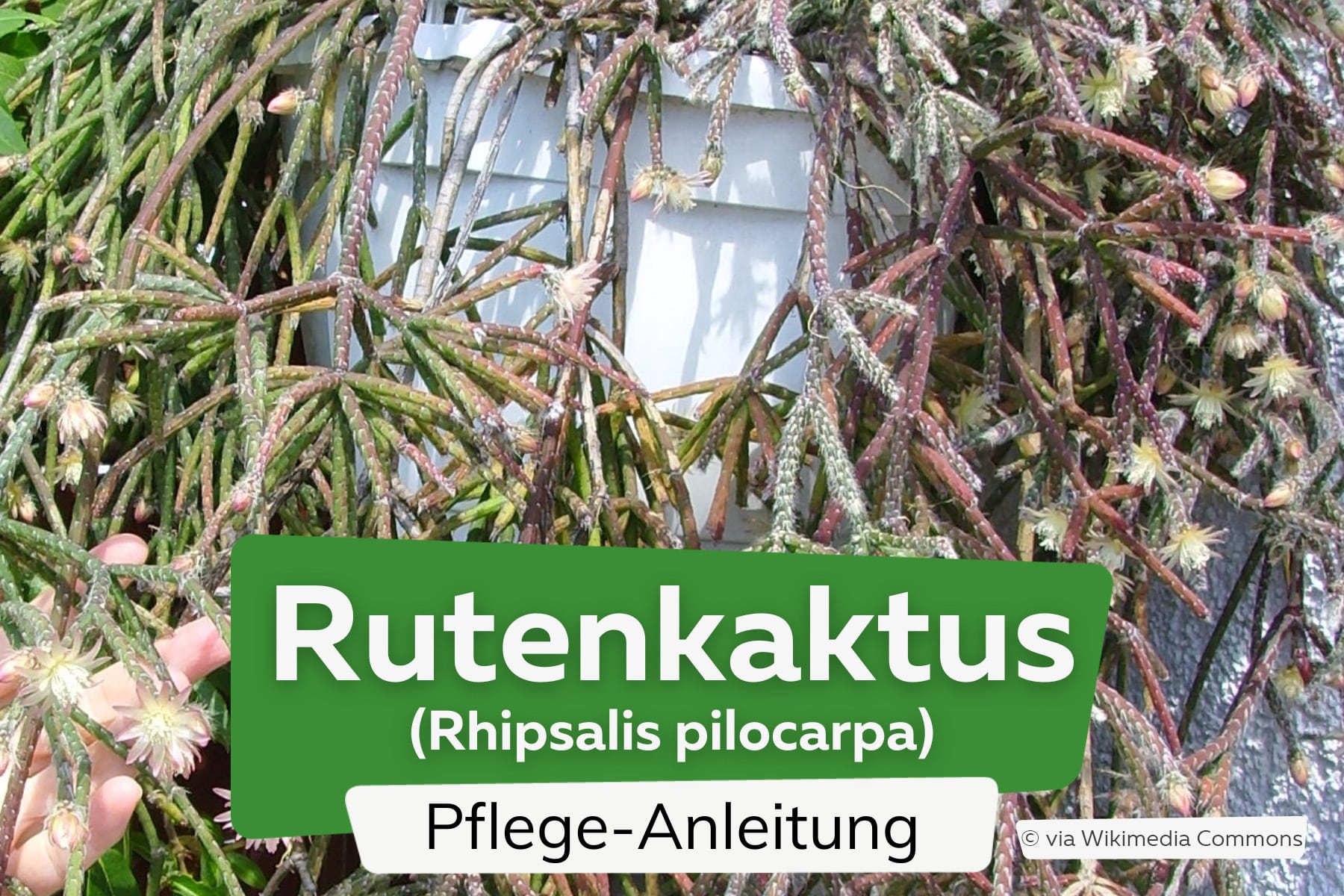 Rutenkaktus (Rhipsalis pilocarpa)