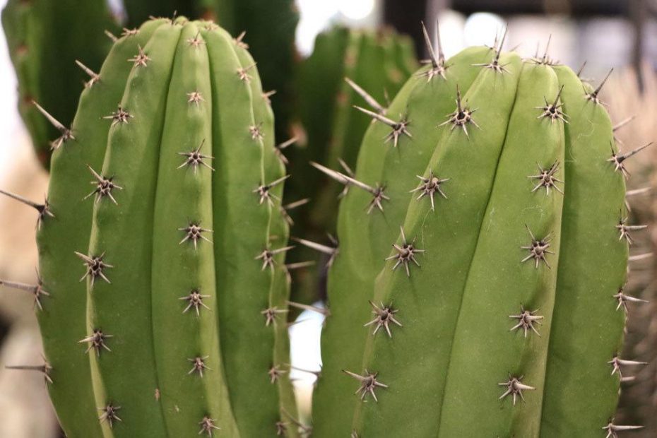 S ulenkaktus Cereus Pflege Infos Und Vermehren s-ulenkaktus-cereus-pflege-infos-und-vermehren
