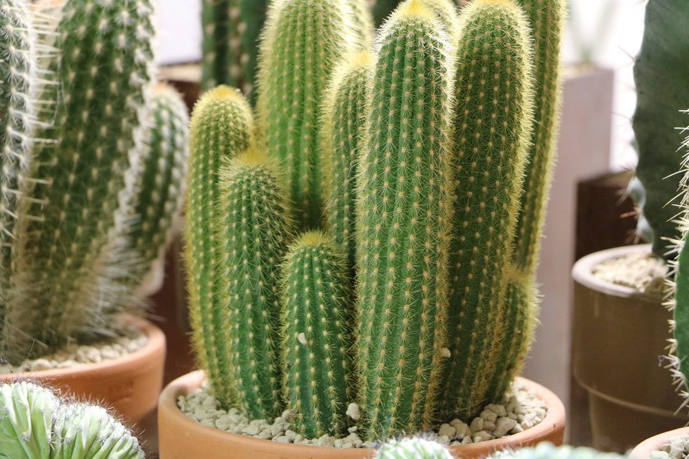 Säulenkaktus, Cereus