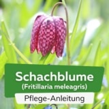 Schachblume/Schachbrettblume (Fritillaria meleagris)