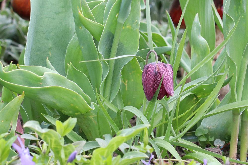 Fritillaria meleagris bevorzugt einen halbschattigen Standort