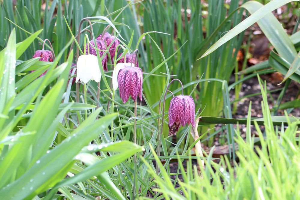 Schachblume mit violetter Blütenfarbe