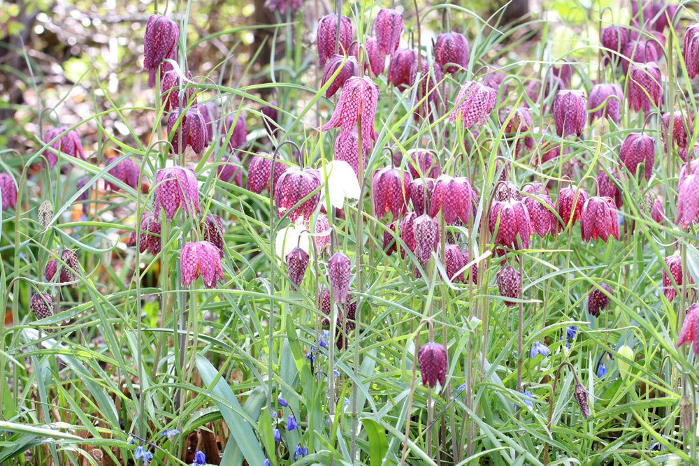 Fritillaria meleagris ist eine mehrjährige Pflanze