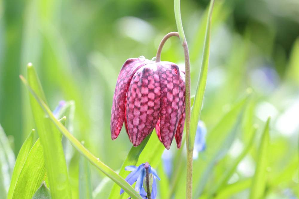 Fritillaria meleagris braucht das richtige Substrat zum Wachsen