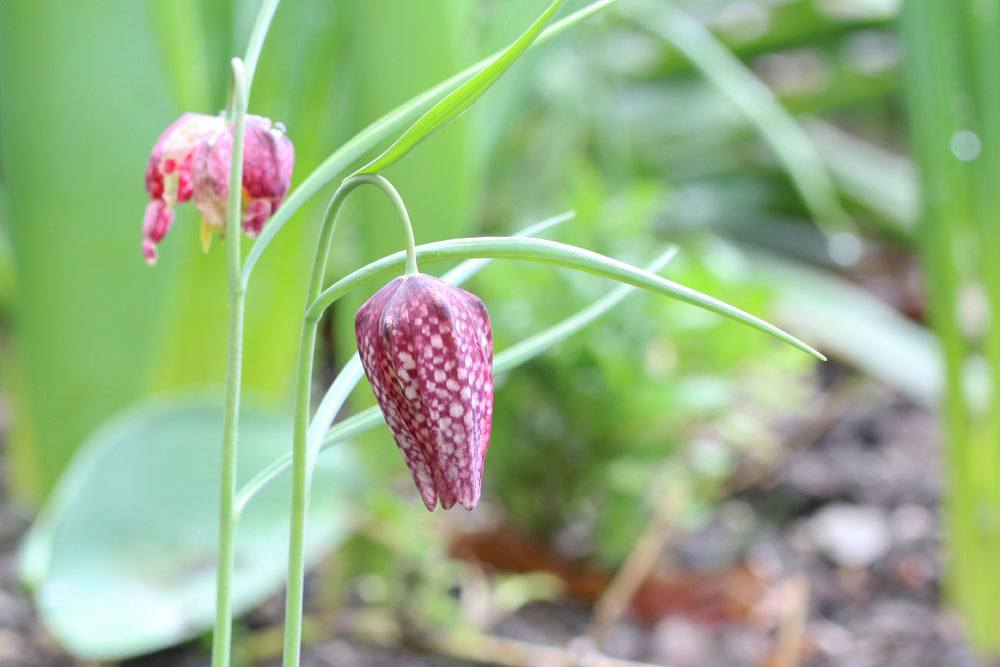 Schachblume ist eine Zwiebelpflanze